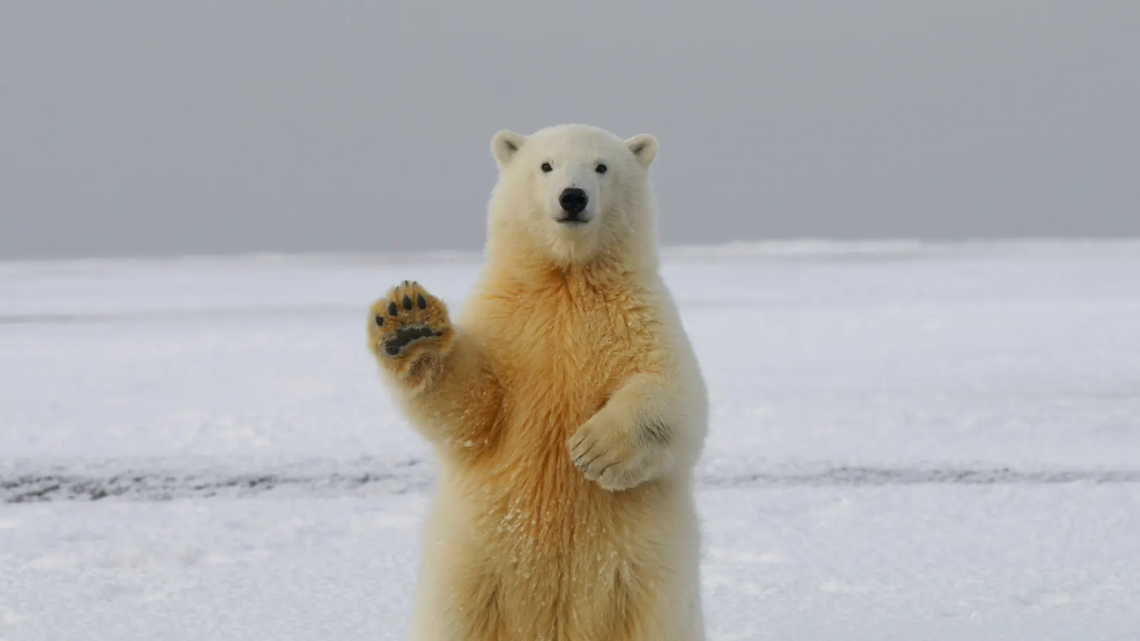 A polar bear waving at the camera in the snow